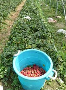 Removing over-ripe and unmarketable fruit from the field can help reduce spotted wing drosophila. populations.