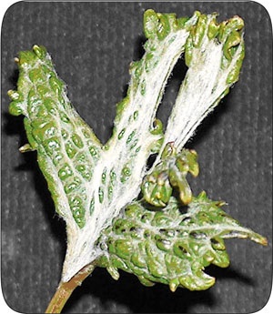 2,4-D drift damage on grape leaves.