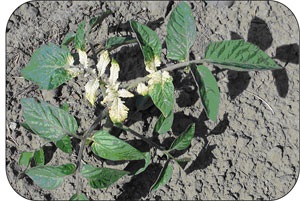 Glyphosate drift damage on a tomato plant.