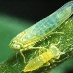 Potato leafhoppers are pale green, wedge-shaped, winged insects. Immature nymphs are smaller and wingless.