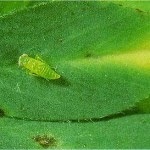 Hopperburn symptoms.