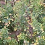 Hopperburn symptoms.