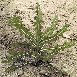 Juvenile plant with elongating stem in late spring. Notice the deteriorating rosette leaves.