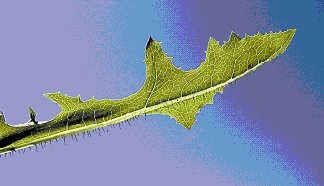 Row of spines along midrib on the underside of leaf of prickly lettuce. Sow-thistles have spines along the leaf margins, but not on the midrib.