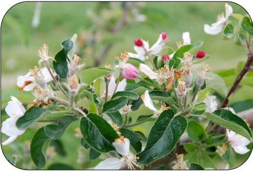 Une floraison secondaire des pommiers AmbrosiaMC peut donner des fruits plus petits lorsque ces derniers ne sont pas éclaircis ultérieurement.