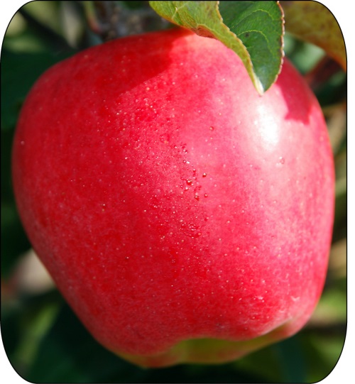 La pomme AmbrosiaMC est bicolore, sa peau est rose-rouge sur fond jaune crème.