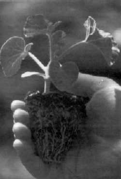 Plant de melon robuste prêt à être repiqué en plein champ. À noter le développement vigoureux des racines et l'épaisseur de la tige.