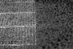 Ensemencés au même moment, les plateaux en plastique de couleur sombre permettent une croissance plus hâtive des plants par rapport aux plateaux en styromousse blanc.