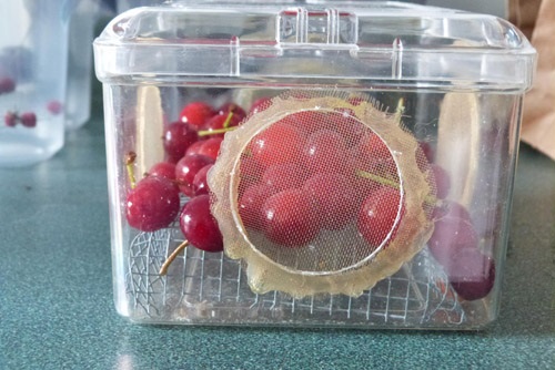 Les cages pour l'observation des DAT doivent être ventilées. Le filet aide à prévenir la décomposition rapide des fruits et empêche les larves de se noyer.