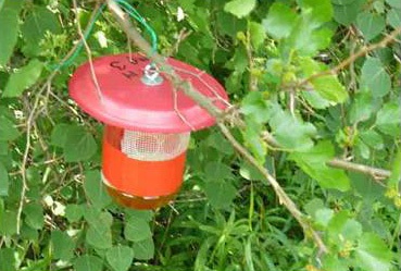 Piège mis en place dans des plantes hôtes sauvages.