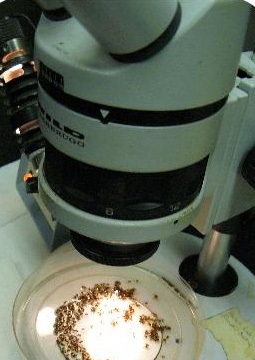 Utilisation d'un microscope pour identifier la DAT.
