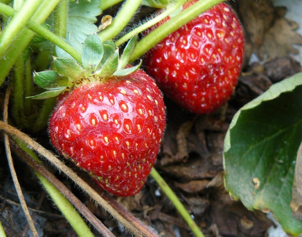 Dommages causés par la DAT à des fraises. Observer les meurtrissures.