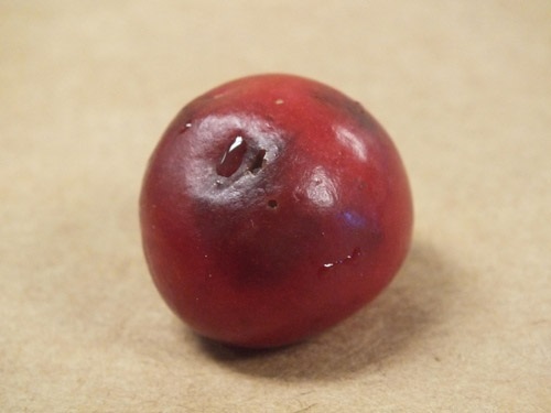 Dommages causés par la DAT à une cerise.