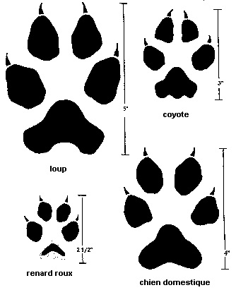 Traces des animaux