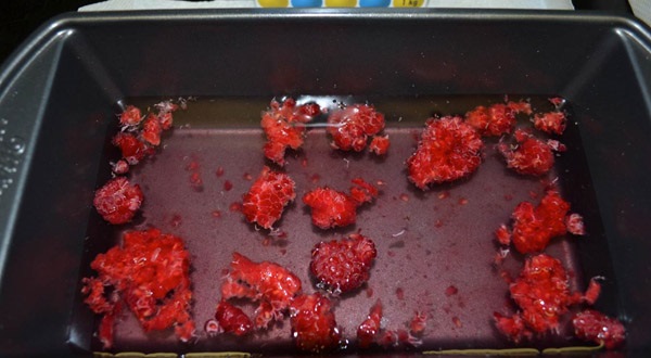 Small larvae floating out of fruit submerged in salt water.