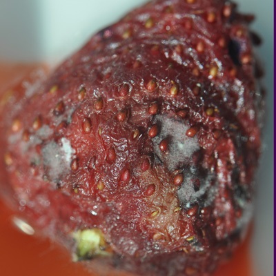 Strawberries deteriorate quickly following egg-laying. Fruit wrinkles and fruit softens, with mould appearing after only 3 days.