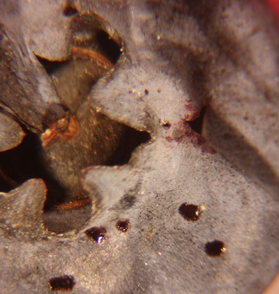 Larval breathing holes on blueberries.