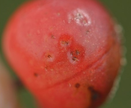Tart cherry with multiple oviposition wounds from SWD.