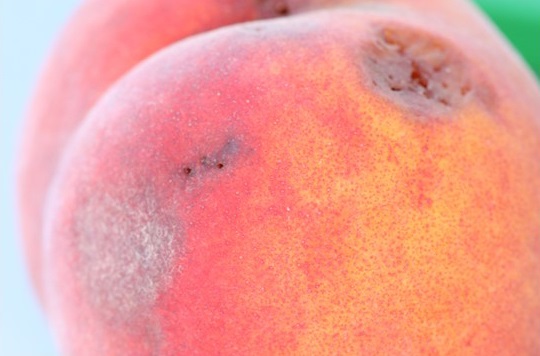Exit wound of SWD on over ripe peach in BC.