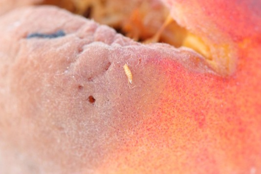 Pupa of SWD from peach in BC.