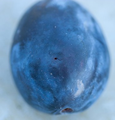 Exit wound of SWD on over ripe plum in BC.