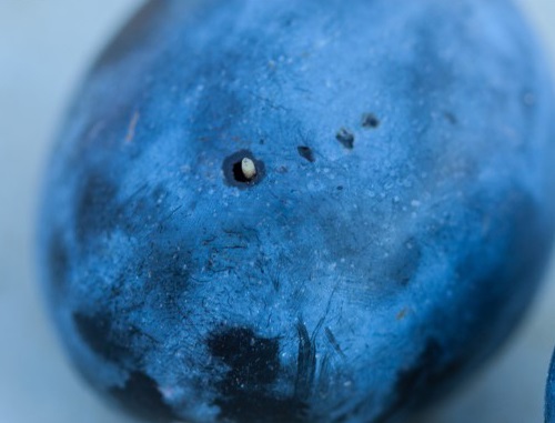 Pupa of SWD from plum in BC.