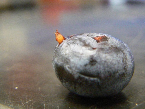 Pupa of Spotted wing drosophila emerging from damaged berry.