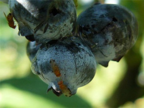 Spotted wing drosophila flies on blueberries.