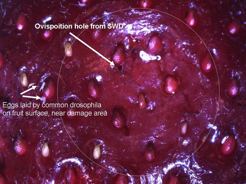 Area of fruit softening from Spotted wing drosophila larvae beneath the surface.