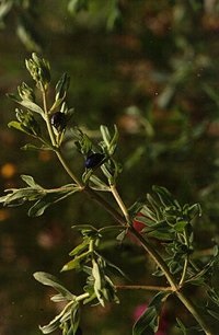 St. John's wort and Chrysolina beetles.