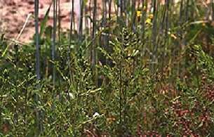 St. John's wort defoliation.