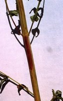 St. John's wort anthracnose stem lesion.