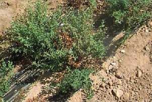 St. John's wort