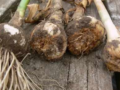The basal plate of garlic bulbs (the region of the bulb where the roots attach) severely infested with the stem and bulb nematode appear rotted and can be easily separated from the bulbs.