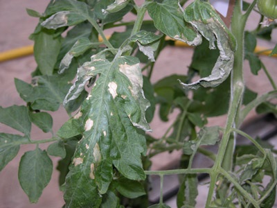 Symptômes typiques de brûlure sur les feuilles d'un plant de tomate fortement infecté par le chancre bactérien.