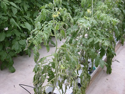 Pronounced wilting symptoms in tomato plant infected with bacterial canker.