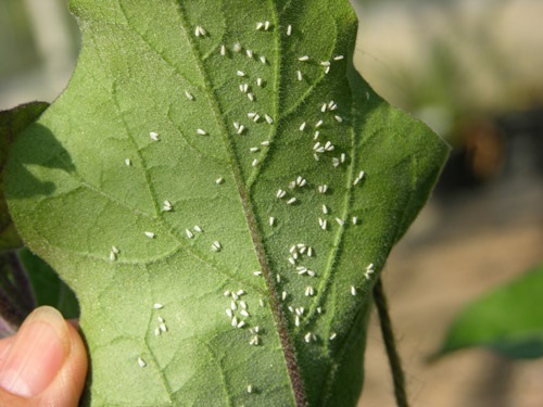 Des aleurodes infestent en grand nombre une feuille d'aubergine.