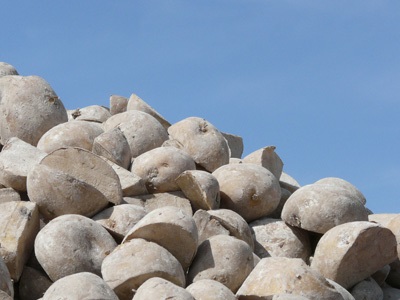 Healthy seed is the foundation of a high quality crop.