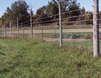 Deer fencing.