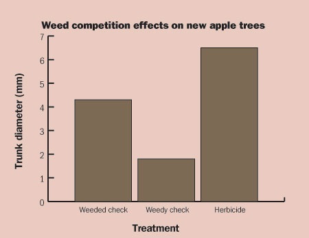 Weeds competing with newly planted apple trees cause severe growth reduction in only three months