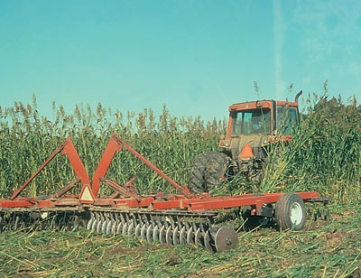 A green manure crop, like this Sudan-sorghum cross, can be incorporated in the fall prior to planting to suppress weeds and improve soil tilth.
