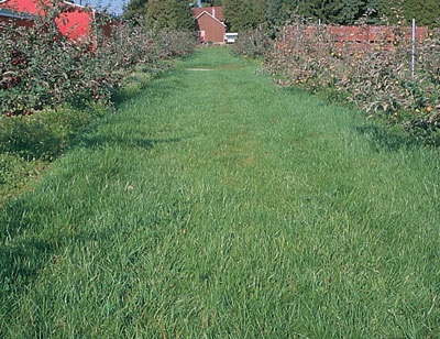 A well-established orchard sod with minimal weed growth — allowing weed growth in herbicide strips late in the season may help trees "shut down" for winter.