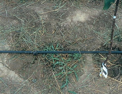 Weed "escapes" can occur around trickle irrigation emitters due to leaching of herbicides. Use spot treatments if escapes occur during the critical weed-free periods.