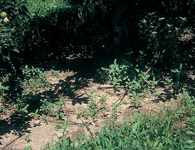 In many orchards, pigweed is a challenging weed, which often escapes after simazine is applied.
