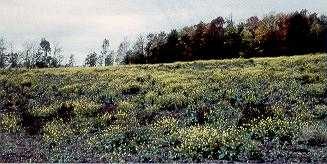 Heavy infestation of wild mustard on recently disturbed soil.