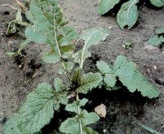 Young plant of wild mustard. Notice deeply lobed lower leaves with large terminal segment and smaller lateral lobes.