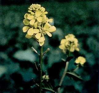 Flowering wild mustard plant. Notice bright yellow flowers and developing seedpods (siliques).