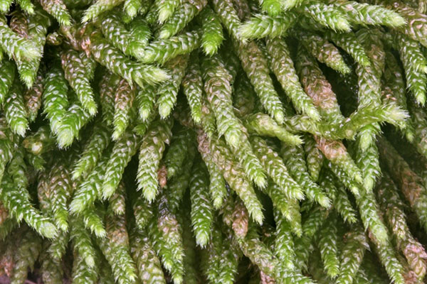 Figure 1. Spoon-leaved Moss showing olive-green colouration. Photo credit: D. Sutherland.
