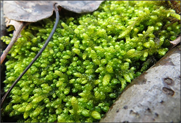 Figure 2. Spoon-leaved Moss showing brighter green colouration