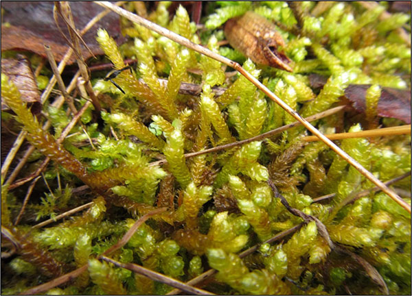 Figure 3. Spoon-leaved Moss showing yellowish-bronze colouration